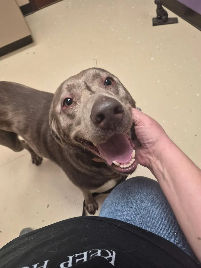 An adult large-sized female Gray / Blue / Silver Chocolate Labrador Retriever dog named Nalanot Accepting Applications Yet! for adoption in Medina, OH