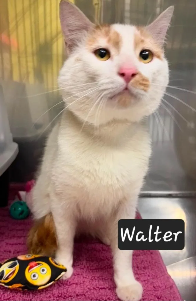 An adult small-sized male Domestic Short Hair cat named Walter for adoption in Maumelle, AR