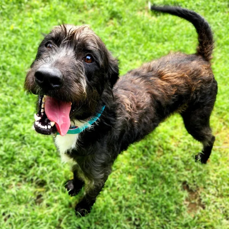A young large-sized male Gray / Blue / Silver Irish Wolfhound dog named Skrillex for adoption in Buchanan Dam, TX