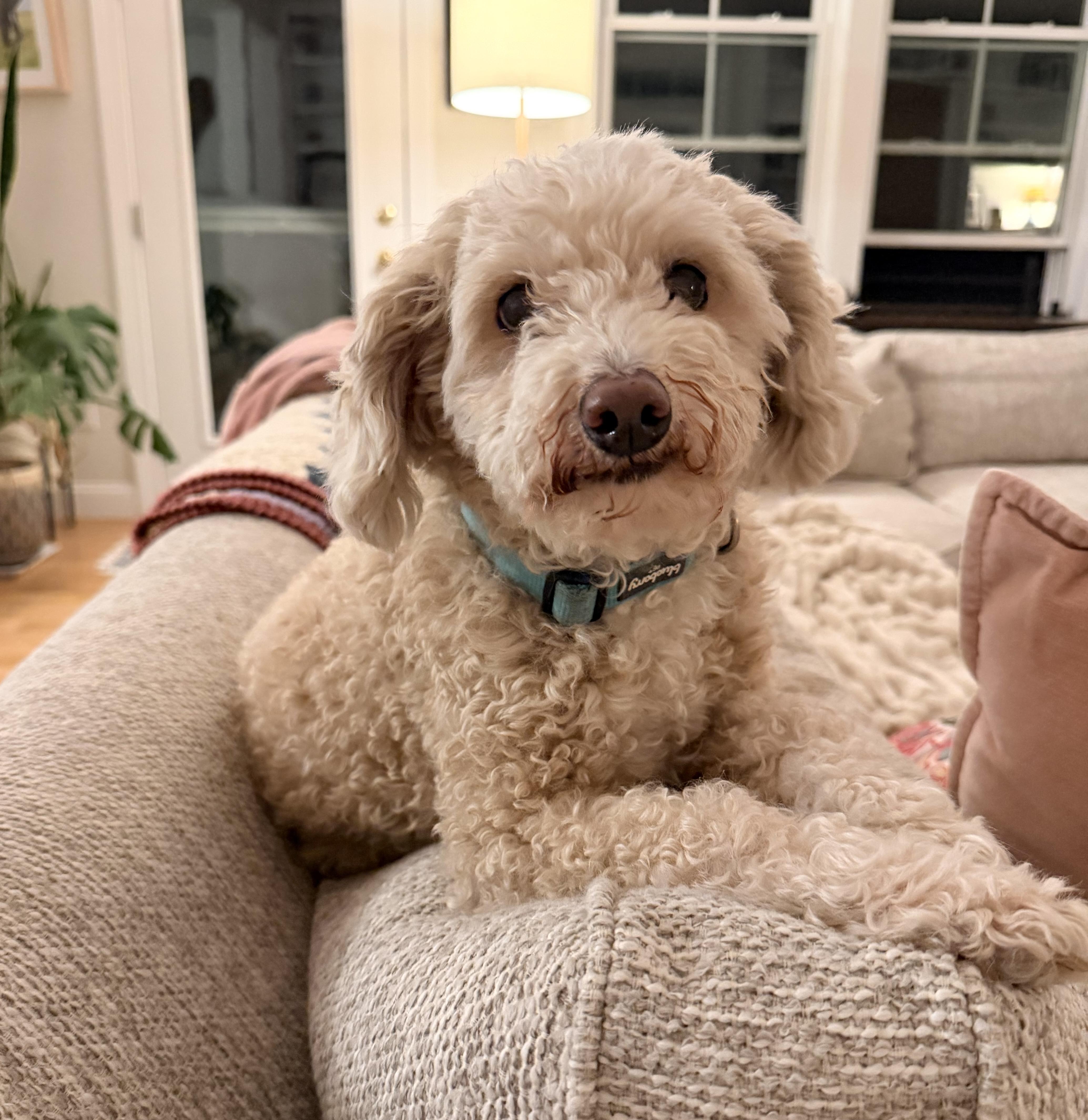 A senior small-sized female Goldendoodle dog named Phoenix for adoption in Worcester, MA