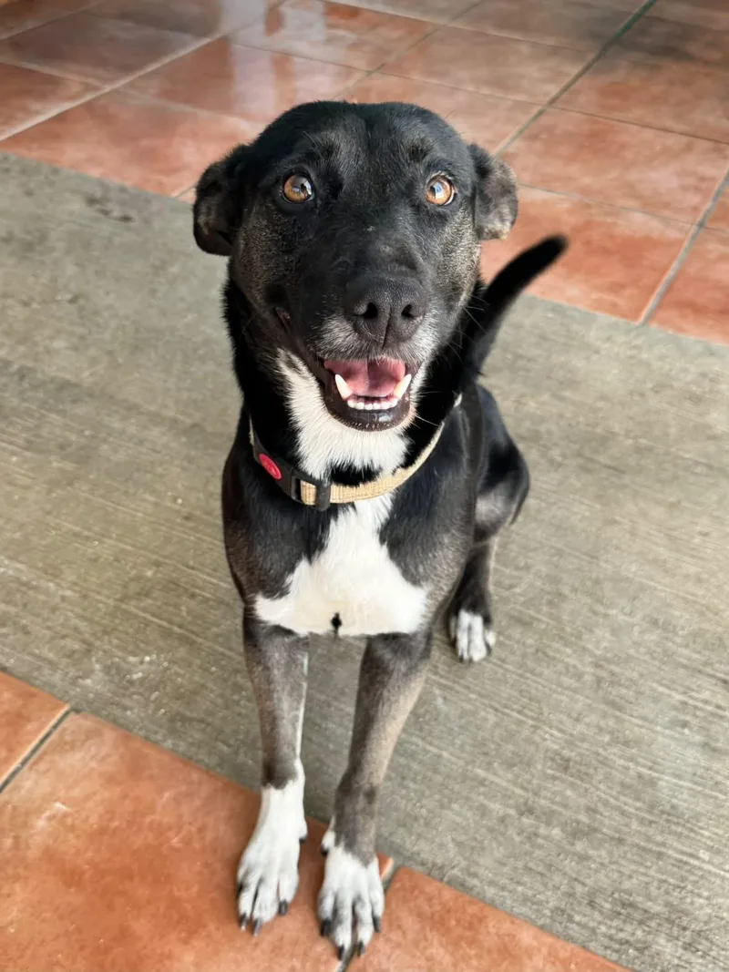 An adult medium-sized female Black Mixed Breed dog named Carolina for adoption in Loiza, PR