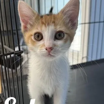 A young medium-sized female White Domestic Short Hair cat named Echo for adoption in Manistee, MI