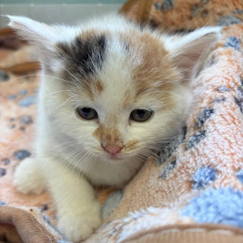 A baby small-sized female White Domestic Medium Hair cat named Jinx for adoption in New Fairfield, CT