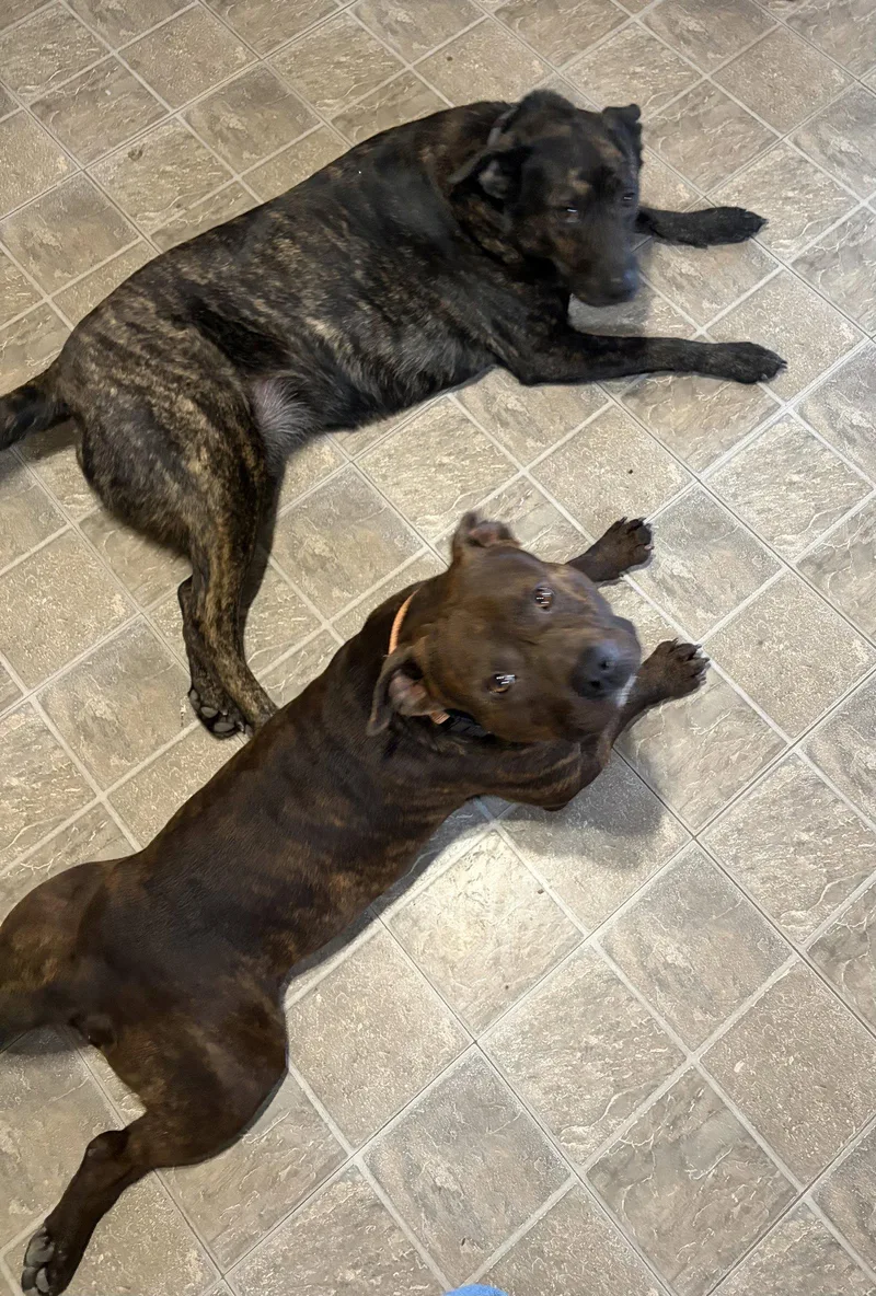 A young medium-sized male Pit Bull Terrier dog named Hank Aka Tank for adoption in Spring City, PA