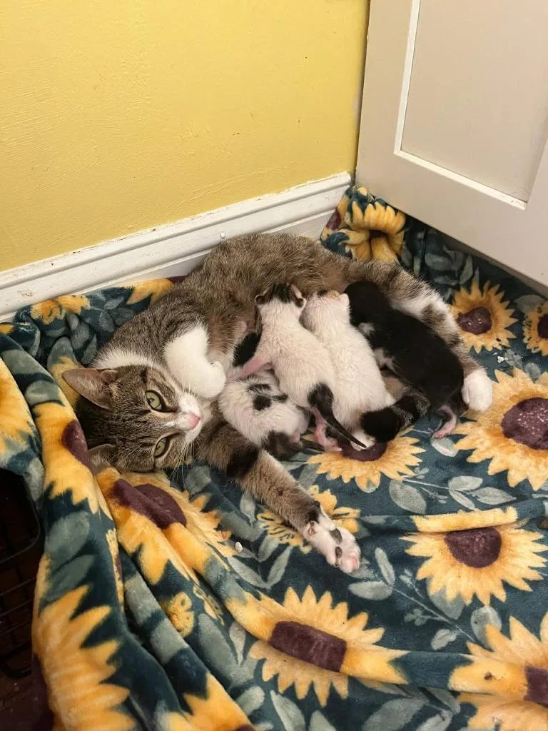 A young large-sized male Domestic Short Hair cat named Charlotte Aas Mom + for adoption in Augusta, GA