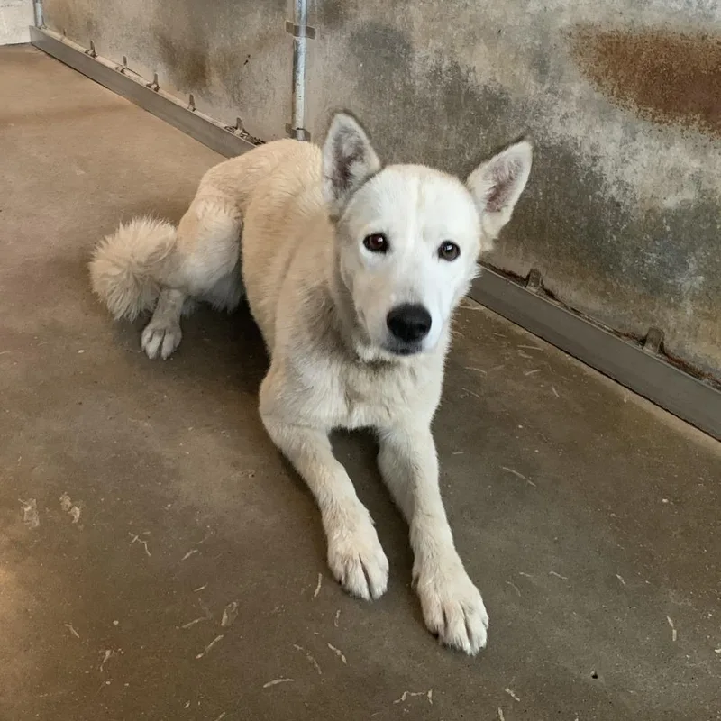 An adult medium-sized female White / Cream Husky dog named Sky for adoption in Edinburg, TX