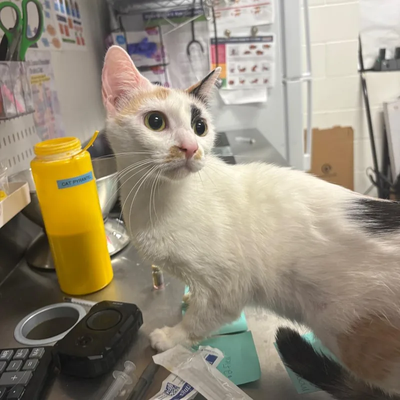 An adult medium-sized female White Domestic Short Hair cat named Bonnie for adoption in League City, TX