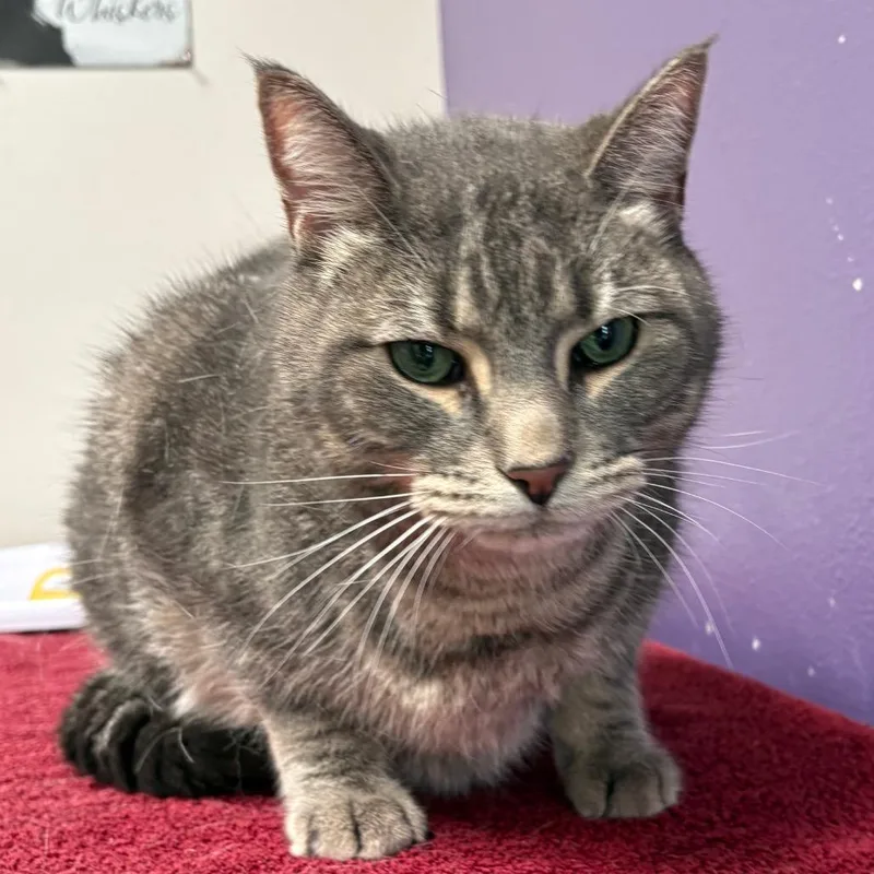 An adult large-sized male Gray / Blue / Silver Domestic Short Hair cat named Billy for adoption in Englewood, FL