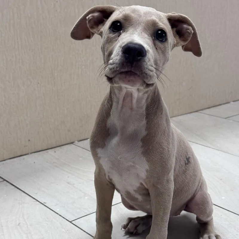 A baby small-sized female White / Cream Pit Bull Terrier dog named Pippa for adoption in Lufkin, TX