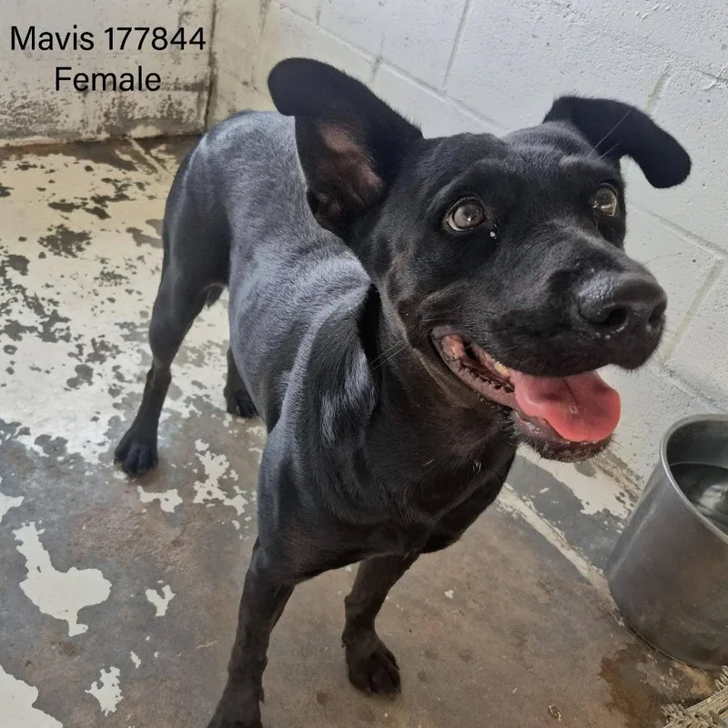 An adult medium-sized female Black Labrador Retriever dog named Mavis for adoption in Edinburg, TX