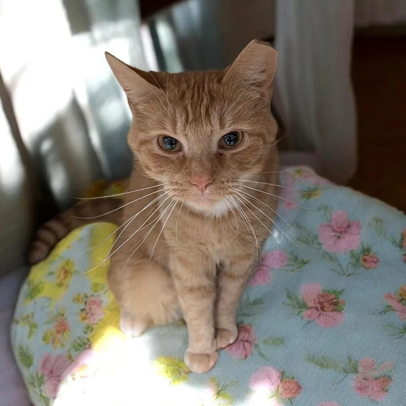 A young medium-sized female Domestic Short Hair cat named Devin for adoption in Wilmington, OH