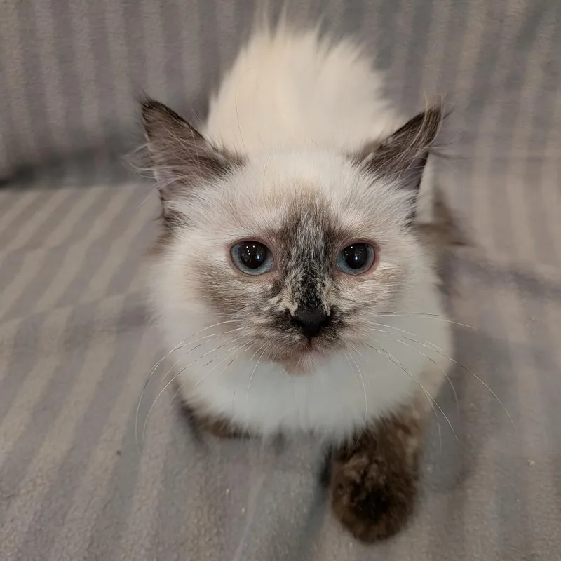 Minty Fresh thumbnail 2