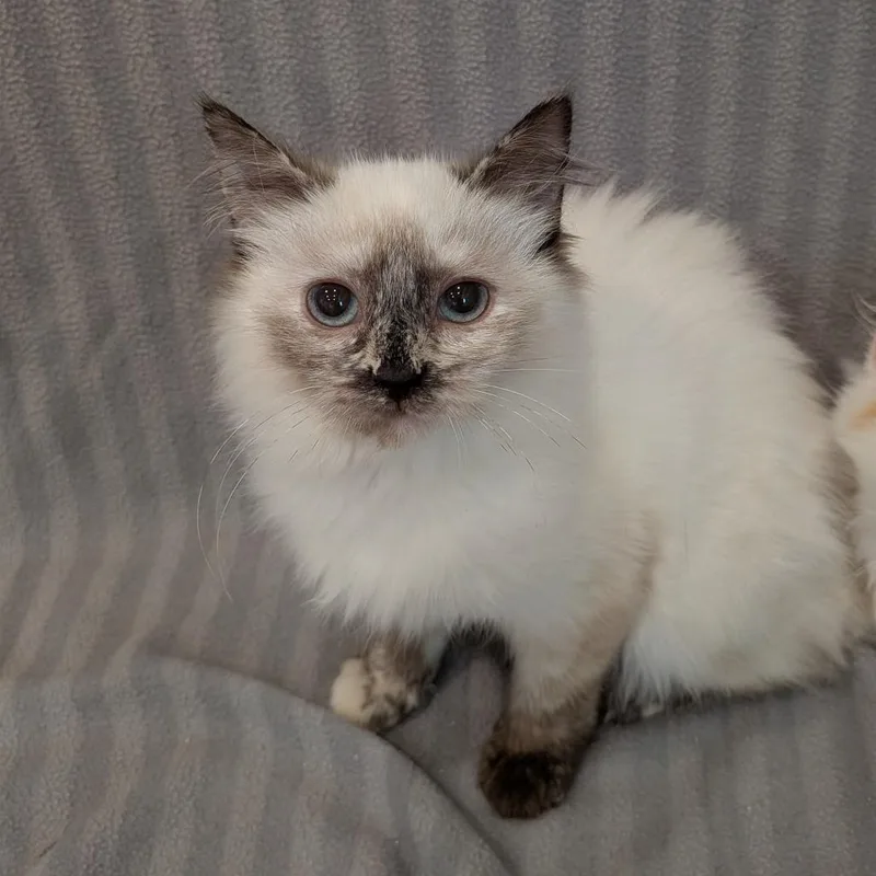 Minty Fresh thumbnail 3