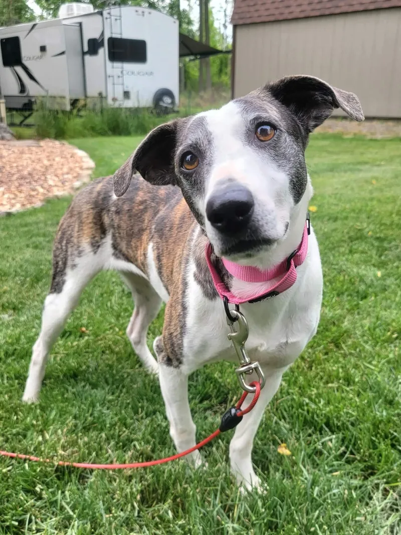 A young medium-sized female Mixed Breed dog named Danish for adoption in Rochester , NY