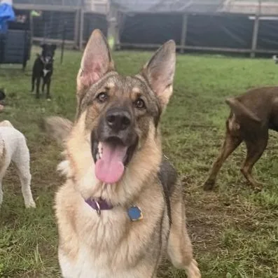An adult large-sized female Brown / Chocolate German Shepherd Dog dog named Kira for adoption in Harrisonburg, VA