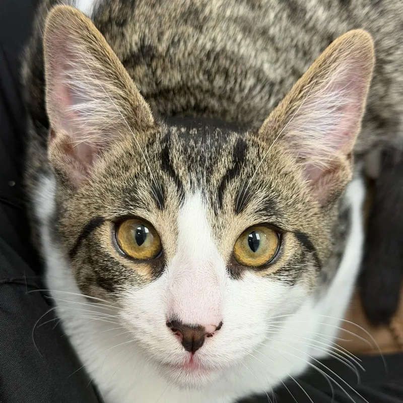 A baby medium-sized female White Domestic Short Hair cat named Margaux for adoption in Manhattan Beach, CA