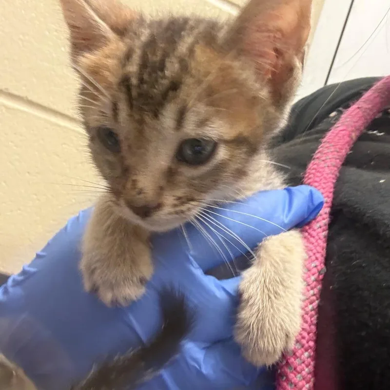 A baby small-sized male Gray / Blue / Silver Domestic Short Hair cat named Bear for adoption in Columbus, GA