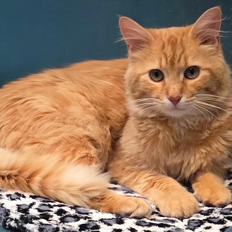 An adult large-sized male Orange / Red Domestic Long Hair cat named Waldo for adoption in Avon, NY