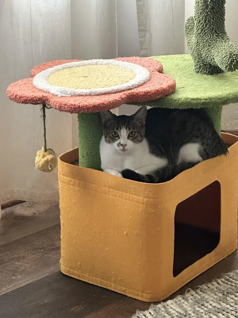 Charlles thumbnail 2