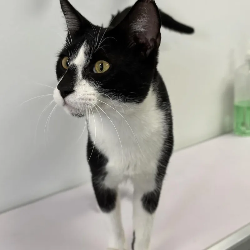 An adult medium-sized male Black Domestic Short Hair cat named Harvey for adoption in Houston, TX