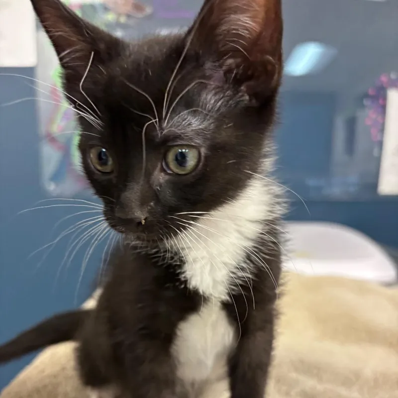 A baby small-sized male Black Domestic Short Hair cat named Kyrie for adoption in Newark, NJ