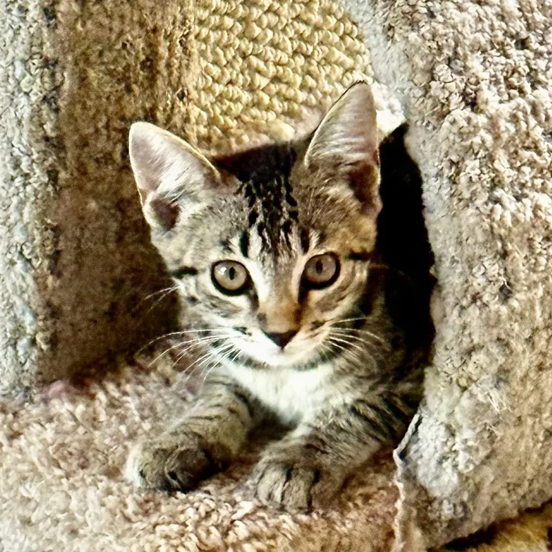 A baby medium-sized female Tabby (Brown / Chocolate) Tabby cat named Chrissy for adoption in Denver, NC