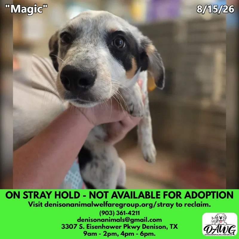 A baby medium-sized female Gray / Blue / Silver Australian Cattle Dog / Blue Heeler dog named Magic for adoption in Denison, TX