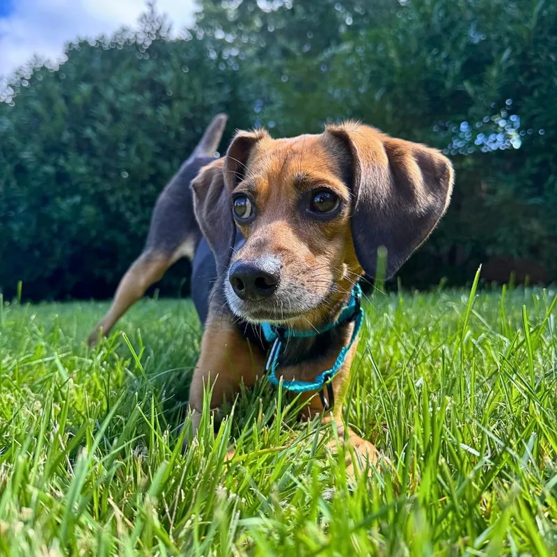 An adult small-sized male Beagle dog named Ozzy for adoption in Brooklyn, NY