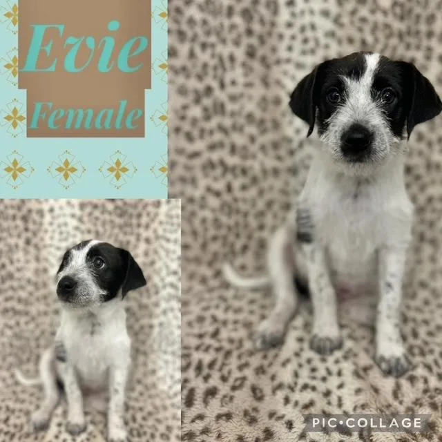 A baby medium-sized female German Wirehaired Pointer dog named Evie for adoption in Manchester, CT
