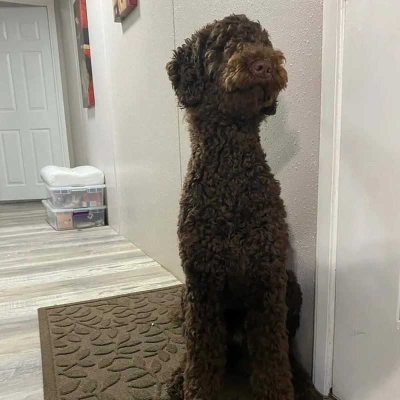 A young medium-sized male Brown / Chocolate Standard Poodle dog named Frijolitos for adoption in Santa Fe, TX