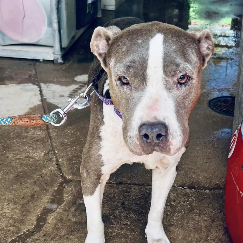 An adult medium-sized female American Staffordshire Terrier dog named Felicia for adoption in Austin, TX