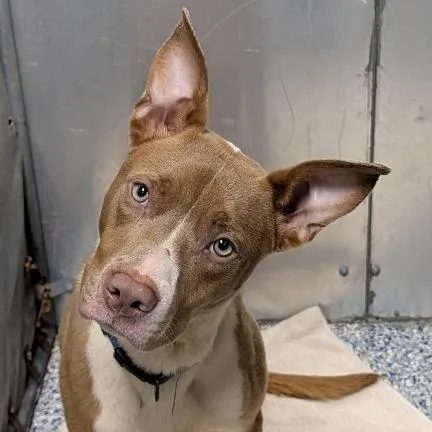 An adult medium-sized male Brown / Chocolate American Staffordshire Terrier dog named Timothy for adoption in Greenville, SC