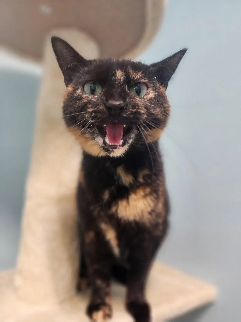 An adult medium-sized female Domestic Short Hair cat named Savannah for adoption in Cromwell, KY