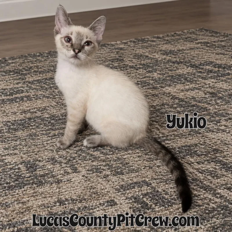 Yukio