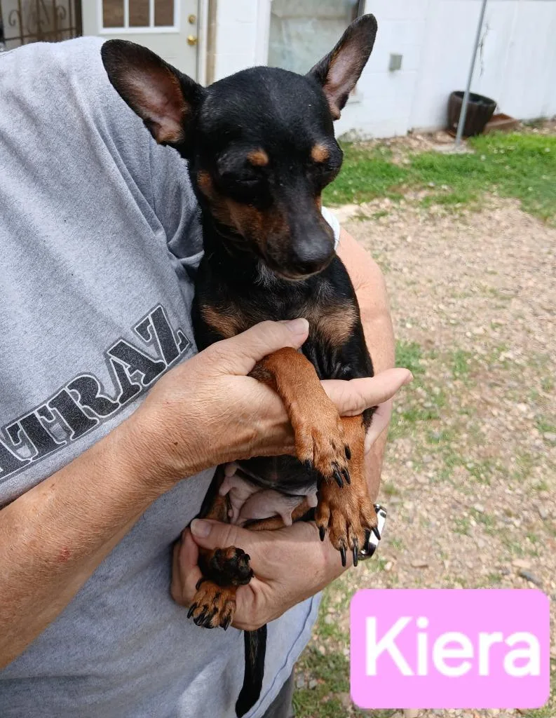 An adult small-sized female Chihuahua dog named Kiera for adoption in Mena, AR