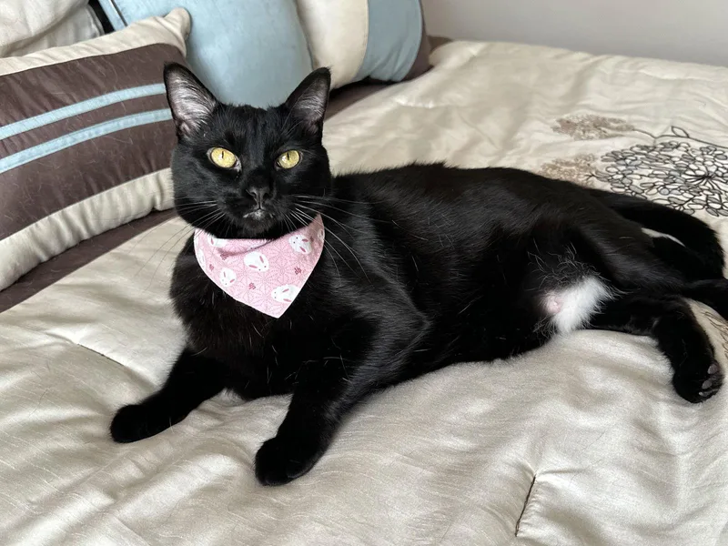 An adult large-sized female Domestic Short Hair cat named Merebear for adoption in Fenton, MO