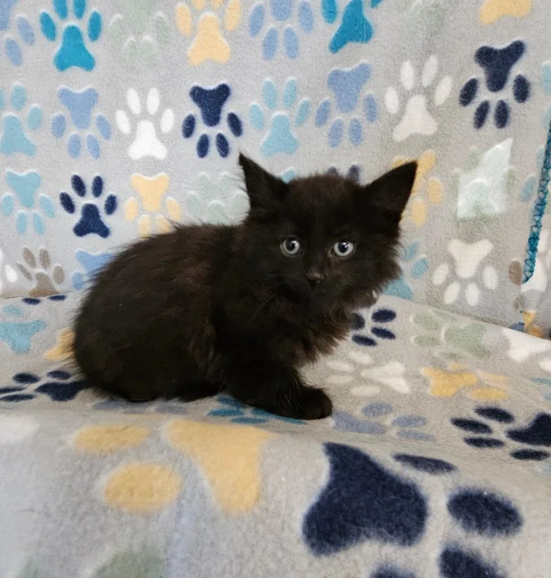 A baby small-sized female Domestic Medium Hair cat named Kelly for adoption in Wabash, IN