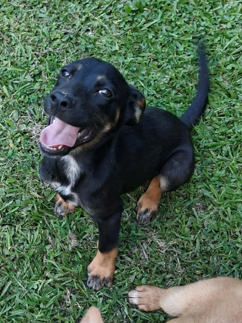A baby medium-sized female Mixed Breed dog named Charlie for adoption in Northwood, NH