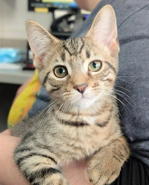 A baby small-sized male Domestic Short Hair cat named Theo for adoption in Canfield, OH