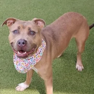 A young medium-sized female Mixed Breed dog named Rosie for adoption in Athens, GA