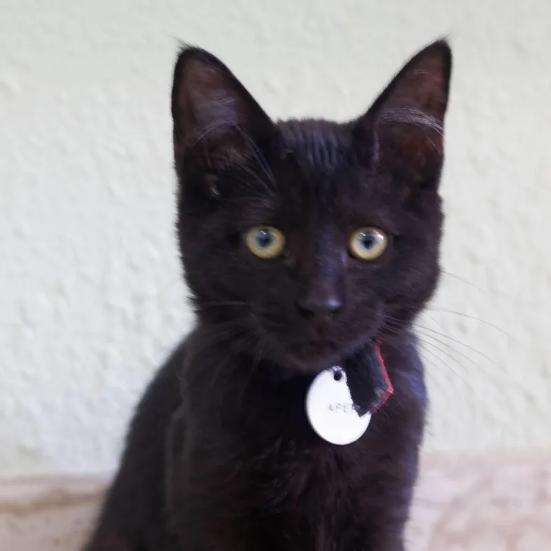 A baby medium-sized female Domestic Short Hair cat named Apep for adoption in Zimmerman, MN