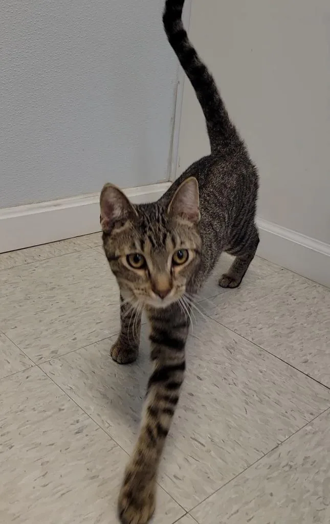 A baby medium-sized male Domestic Short Hair cat named Bach for adoption in Sandusky, OH