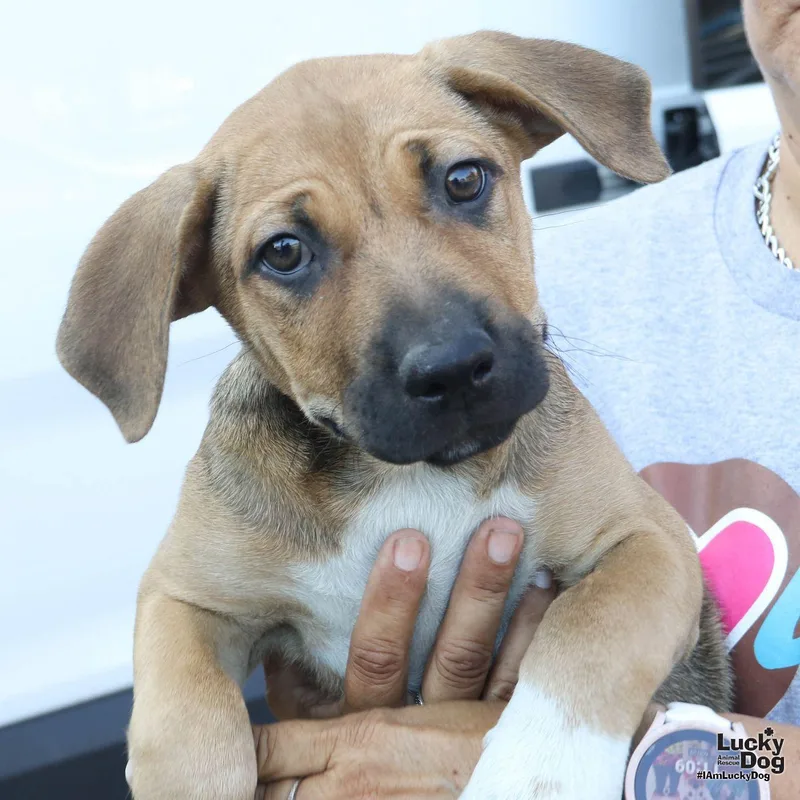 A baby large-sized female Australian Cattle Dog / Blue Heeler dog named Afrodita for adoption in Washington, DC