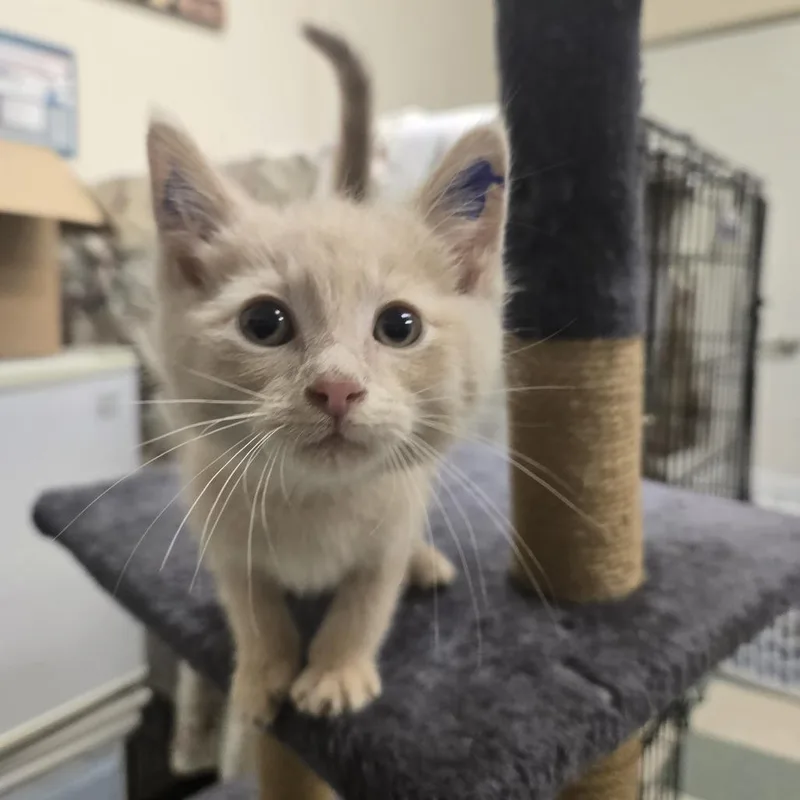 A baby small-sized male Buff / Tan / Fawn Domestic Medium Hair cat named Wyoming for adoption in Tawas City, MI