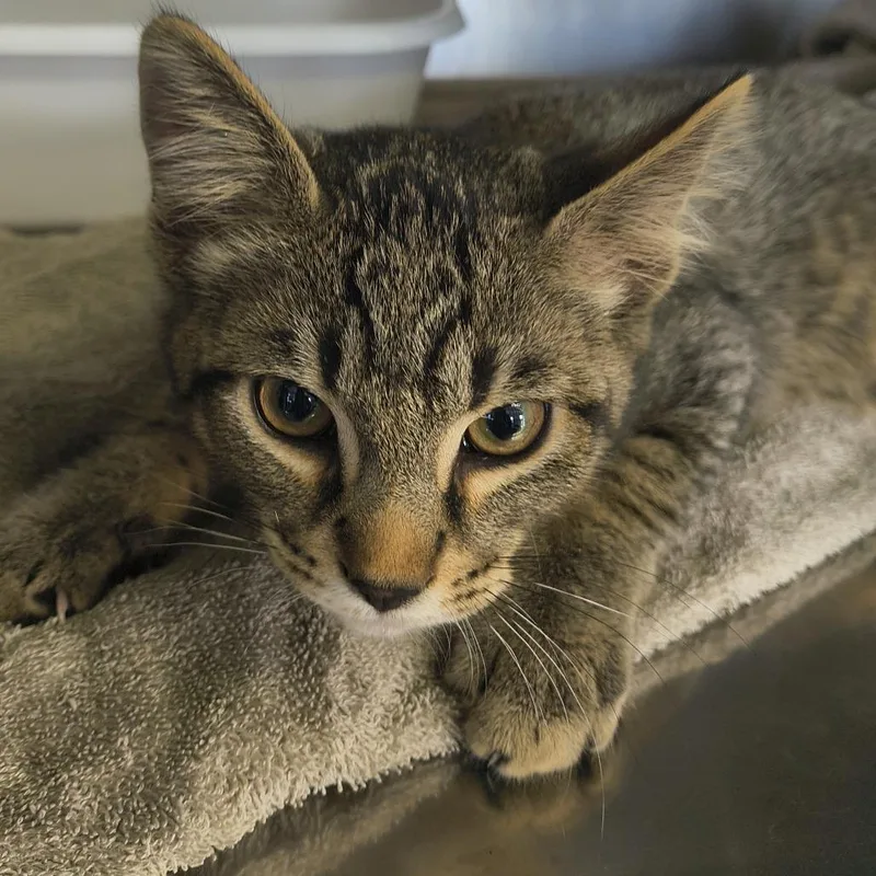 A baby small-sized male Brown / Chocolate Domestic Short Hair cat named Lynx for adoption in Othello, WA