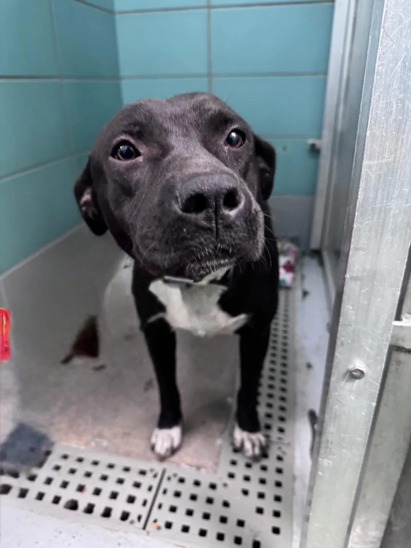 A young large-sized female Staffordshire Bull Terrier dog named Miley for adoption in Houston, TX