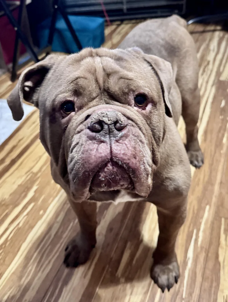 An adult large-sized male English Bulldog dog named Todd for adoption in Wheaton, IL