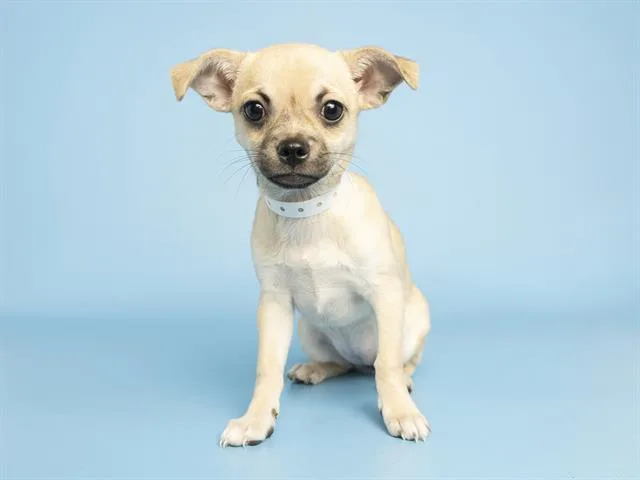 A baby small-sized female Pug dog named Avery for adoption in Phoenix, AZ