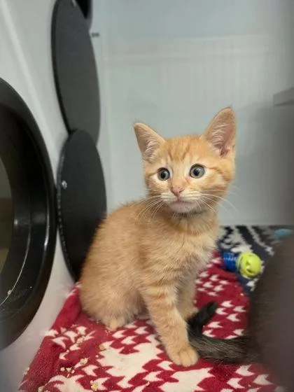 A baby small-sized male Domestic Short Hair cat named Fern for adoption in Roseville, CA