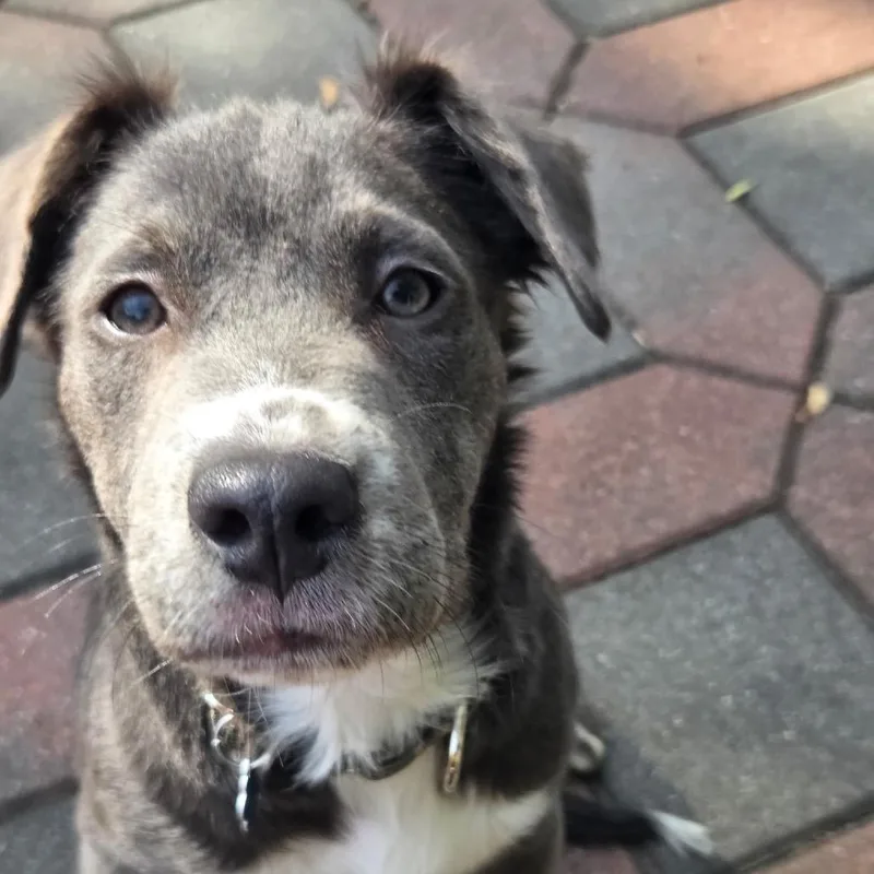 A young medium-sized male Pit Bull Terrier dog named Roman for adoption in Medford, NY